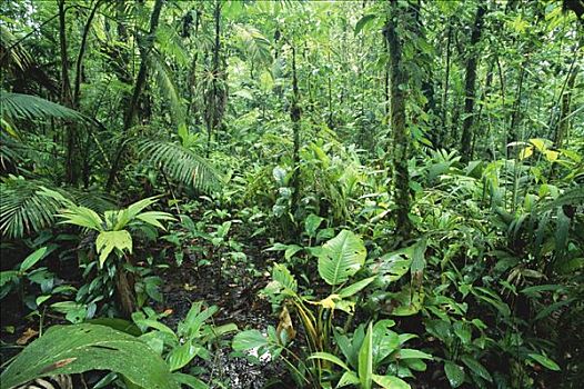 沼泽,树林,低地,雨林,生物学,研究站,哥斯达黎加
