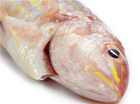 红鲷鱼,鱼肉,隔绝,白色背景,背景