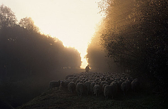 牧人,牧群,绵羊