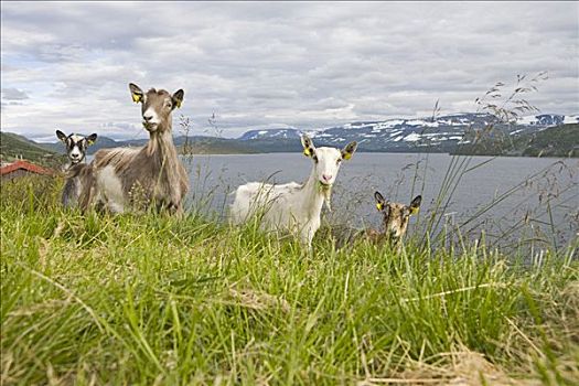 山羊,牛科动物,湖,挪威,斯堪的纳维亚,欧洲