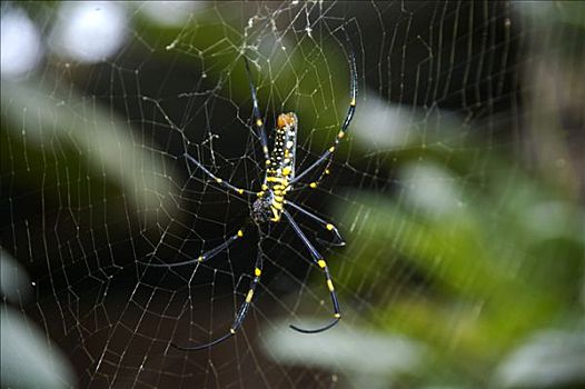 大,彩色,蜘蛛,网,老挝