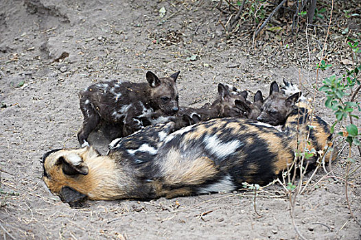 非洲野狗,非洲野犬属,星期,老,幼仔,吸吮,北方,博茨瓦纳