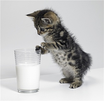 小猫,看,牛奶杯