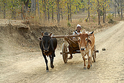 印度,阉牛,手推车,一个,运输,乡村,风景,村民,家,一月,2007年