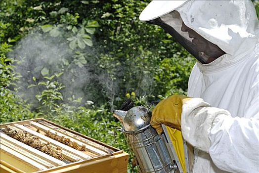 养蜂人,穿,防护服,蜜蜂,吸烟,蜂窝