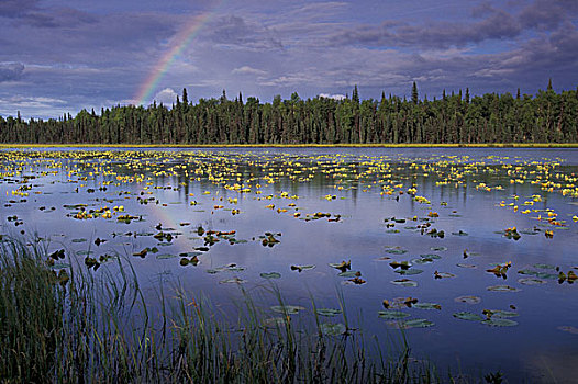 美国,阿拉斯加,德纳里国家公园,彩虹