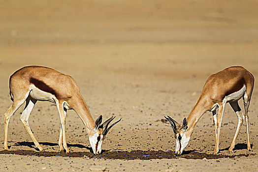 跳羚,两个,雌性,喝,水坑,卡拉哈里沙漠,卡拉哈迪大羚羊国家公园,南非,非洲