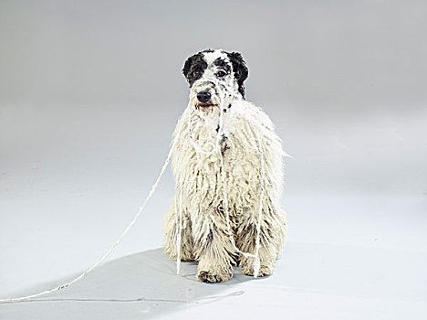 头像,狗,绳索,白色背景