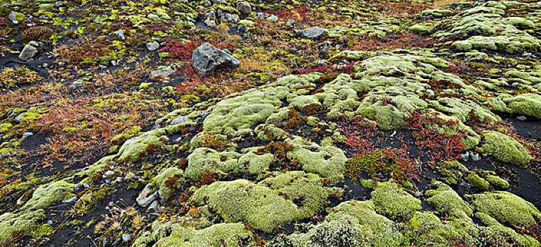苔藓密布,地面,南,冰岛