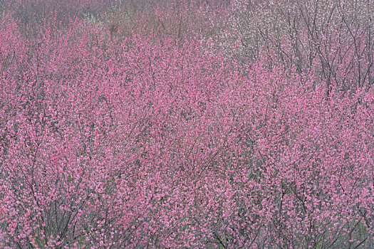 长沙岳阳交界处界碑山的梅花