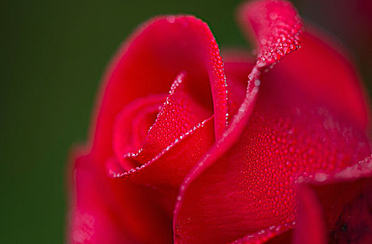 露珠,玫瑰,花,阿斯托里亚,俄勒冈,美国