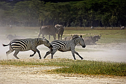 斑马,格氏斑马,成年,纳库鲁湖,公园,肯尼亚