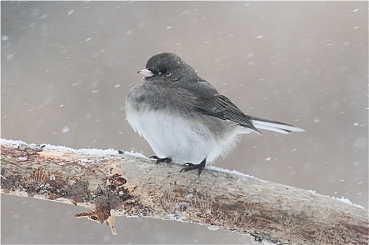 枝条,暴风雪