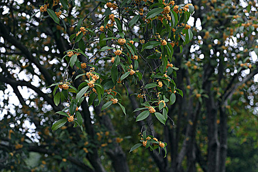 桂花桂树桂花树