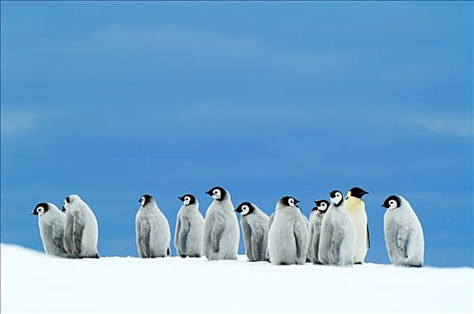 帝企鹅,幼禽,一个,成年人,南极