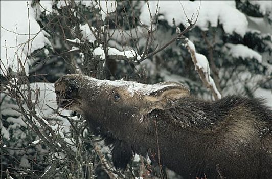 驼鹿,美洲驼鹿,积雪,树,北方针叶林,阿拉斯加