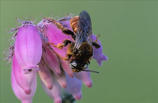 蜜蜂,花