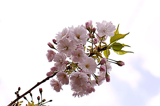 春天迎风盛开的白色梨花