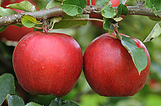 两个,红苹果,细枝