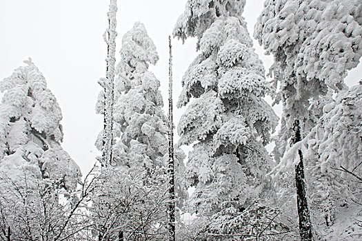 四川,峨眉山,冰雪雾凇,徐学哲摄影,尼康,年月