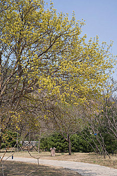 香山植物园内树木