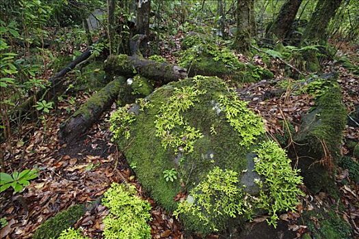 苔藓,气候温和,树林,月桂树,马德拉岛