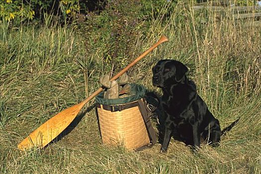 黑色拉布拉多犬,狗,成年,鸭子,诱鸟,桨