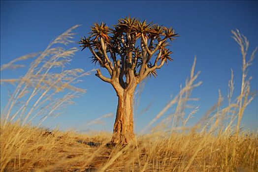 箭筒树,芦荟,纳米比亚