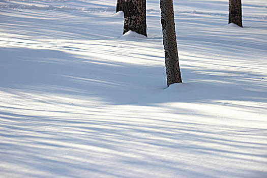 冬季,雪,影