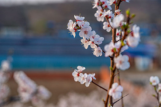 桃花朵朵