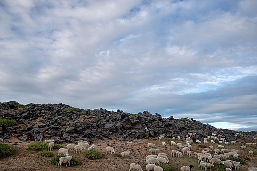 内蒙古火山里的羊群
