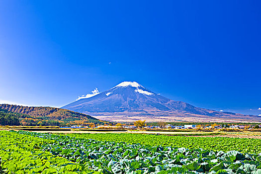 山,富士山,蔬菜,地点