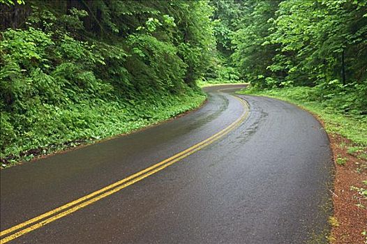 公路,威勒米特國家公園,俄勒岡,美國