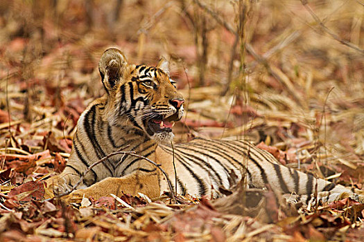幼兽,一个,皇家,孟加拉虎,虎,自然保护区,印度