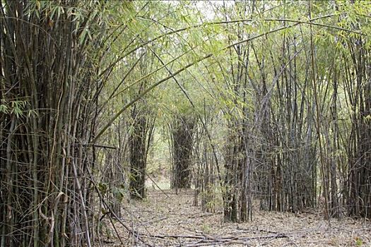树林,竹子