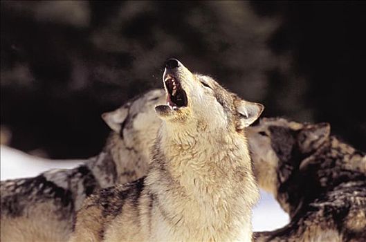阿拉斯加,灰狼,叫喊,靠近,杀
