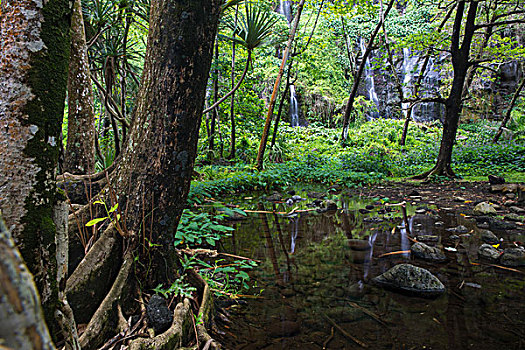 雨林,风景,瀑布,留尼汪岛