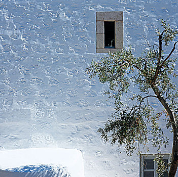 刷白,户外,希腊,度假屋,年轻,橄榄树