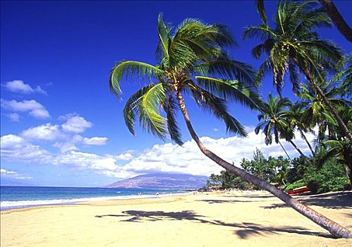 活力,绿色,棕榈树,漂亮,热带沙滩