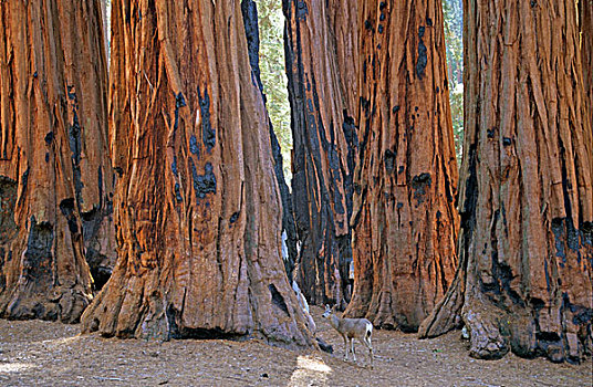 鹿,成年,雄性,旁侧,巨大,美洲杉,红杉国家公园,加利福尼亚,美国