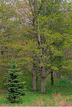 枫树,高,公园,多伦多,安大略省,加拿大