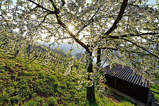 盛开,樱桃树,葡萄园,日出,干流,地区,弗兰克尼亚,巴伐利亚,德国