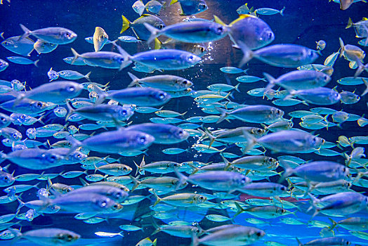 阿联酋迪拜棕榈岛,失落的空间,水族馆