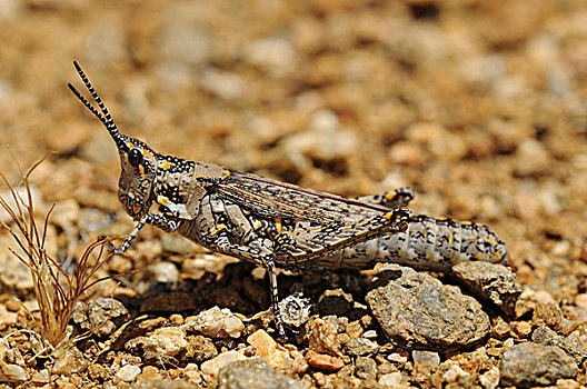 蝗虫,格格普自然保护区,纳马夸兰,南非,非洲