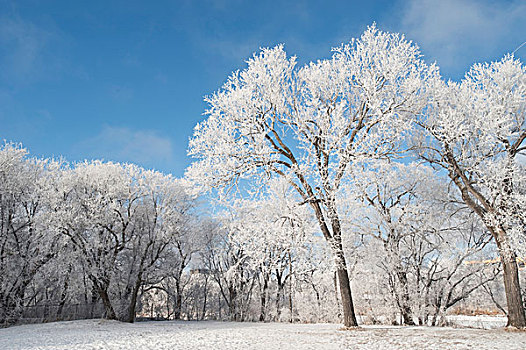 曼尼托巴,加拿大,雪,遮盖,树,冬天
