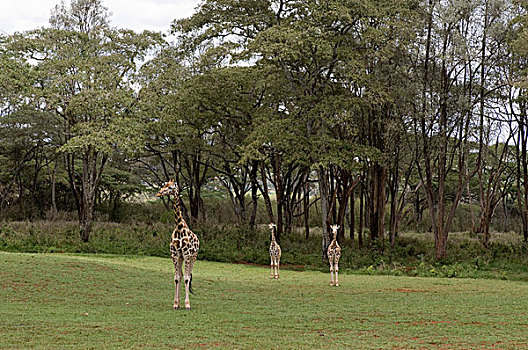 罗特希尔德长颈鹿,长颈鹿,庄园,内罗毕,肯尼亚,三个,走