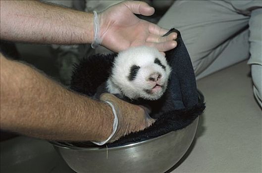 大熊猫,幼仔,检查,一个,一半,星期,老,亚洲