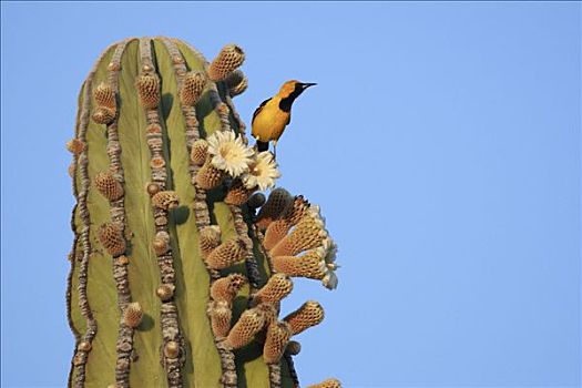 兜帽,黄鹂,花,武伦柱,仙人掌,埃尔比斯开诺生物圈保护区,墨西哥
