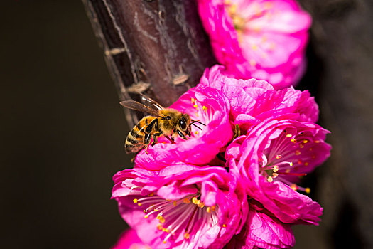 蜜蜂采蜜