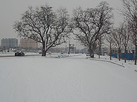 雪后,古树,公路